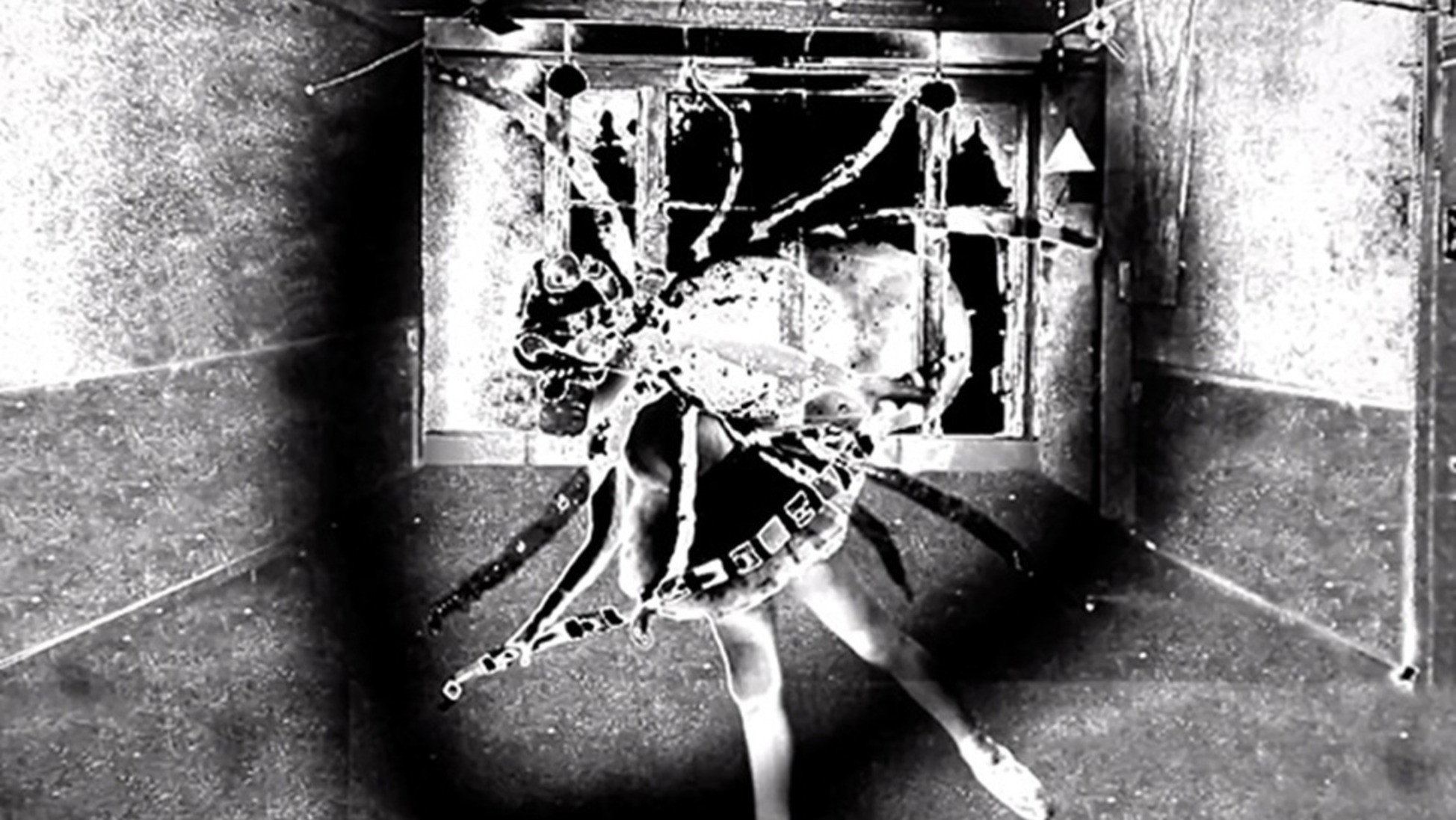 Nine Inch Nails: Came Back Haunted