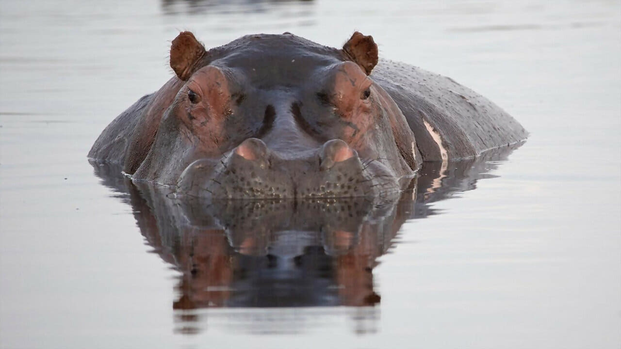 Hipopótamos: los gigantes de los ríos