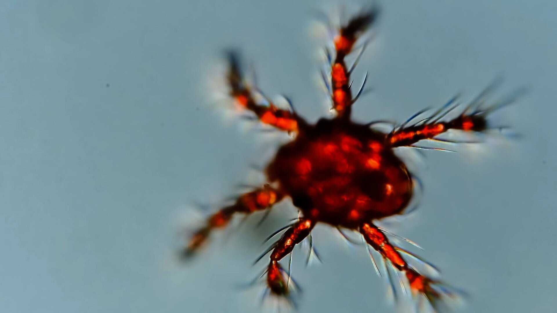 Journey to the Microcosmos