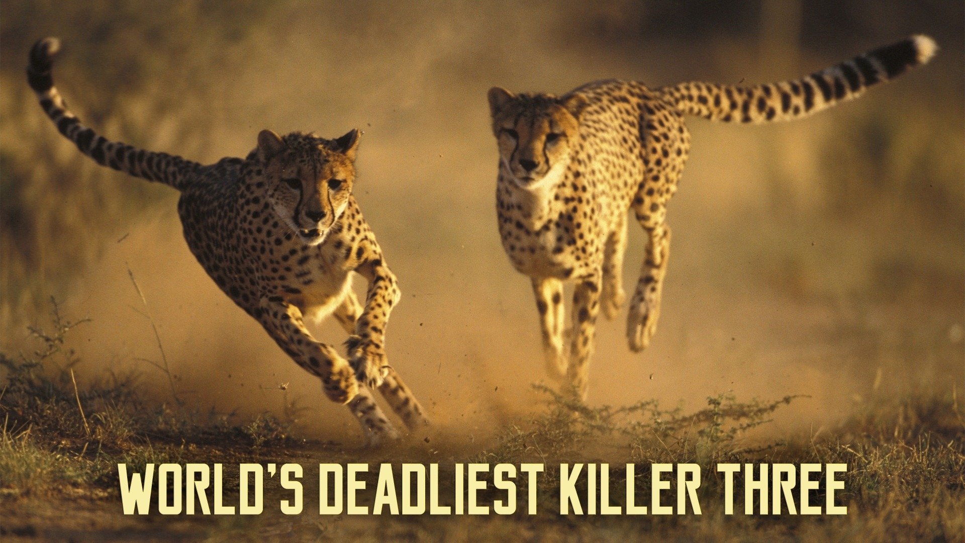 World's Deadliest Killer Three poster