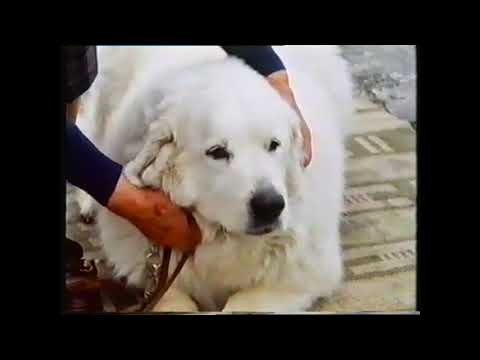 Training Dogs the Woodhouse Way - Épisode 4