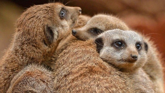 The Secret Life of the Zoo