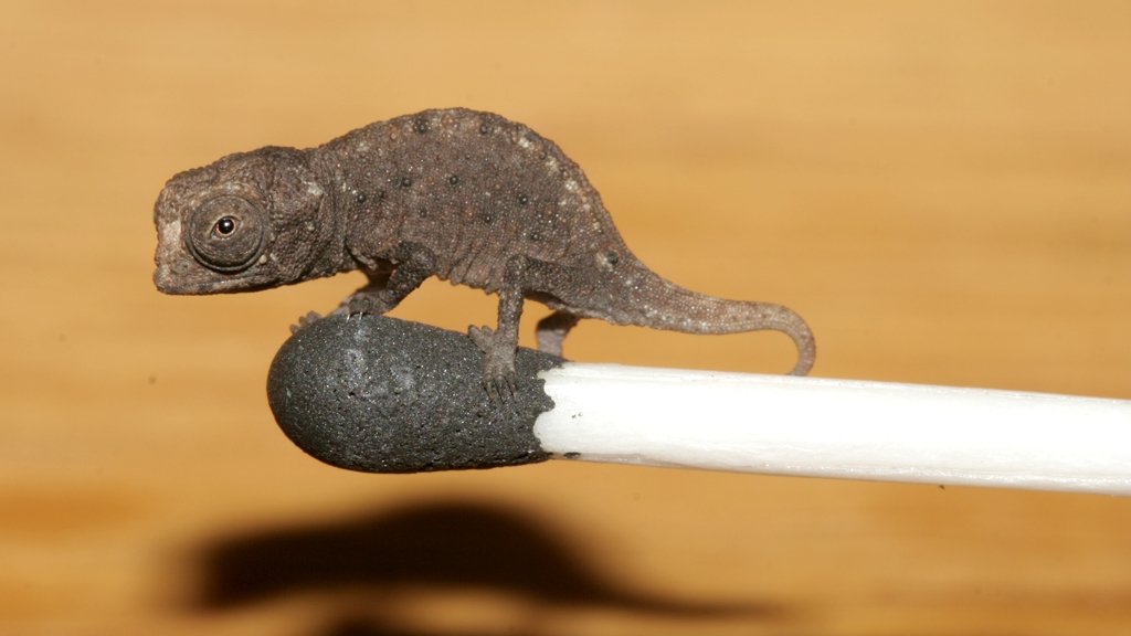 Nature's Weirdest Events