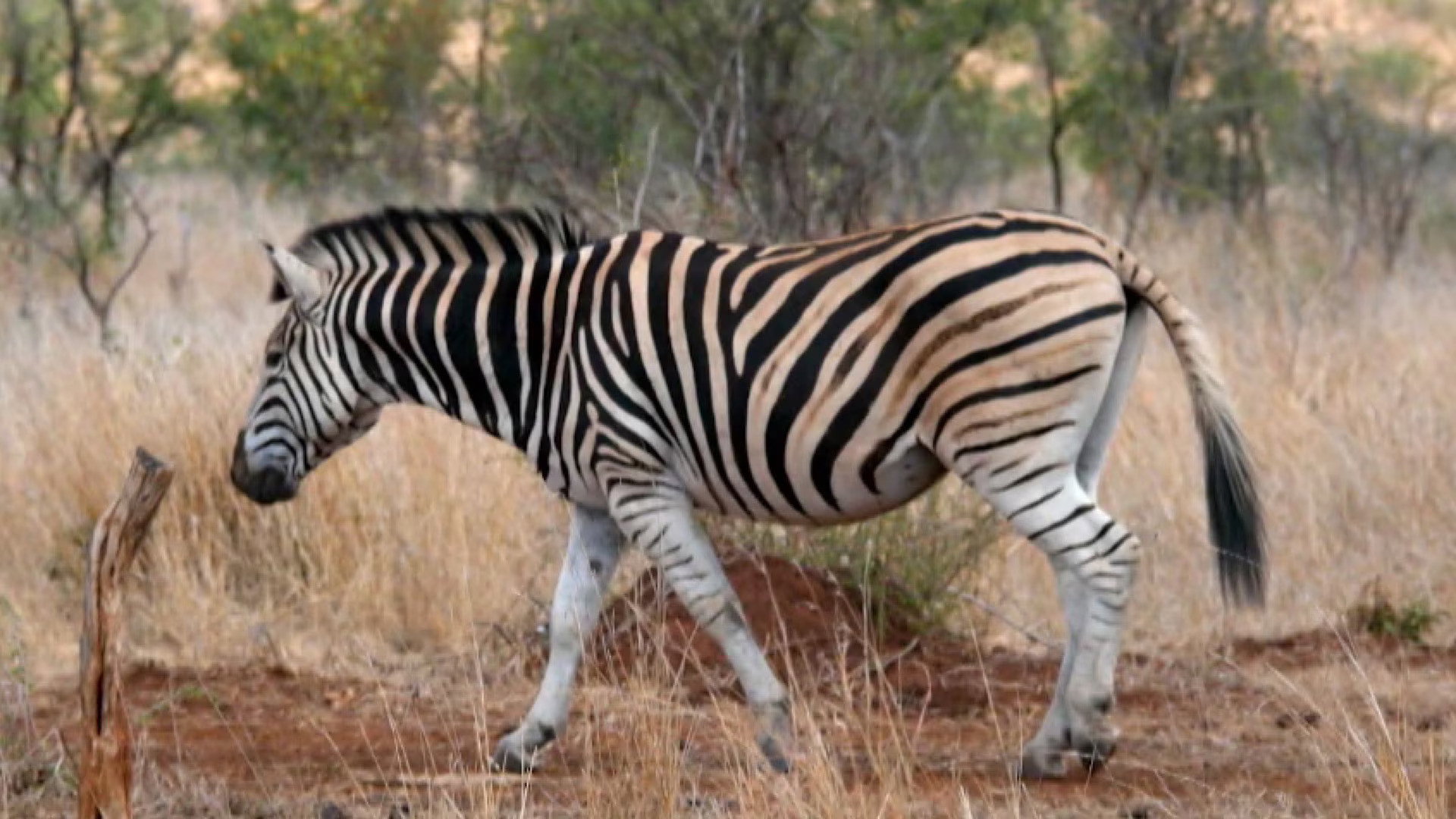 Earth Odyssey with Dylan Dreyer S06E16 backdrop