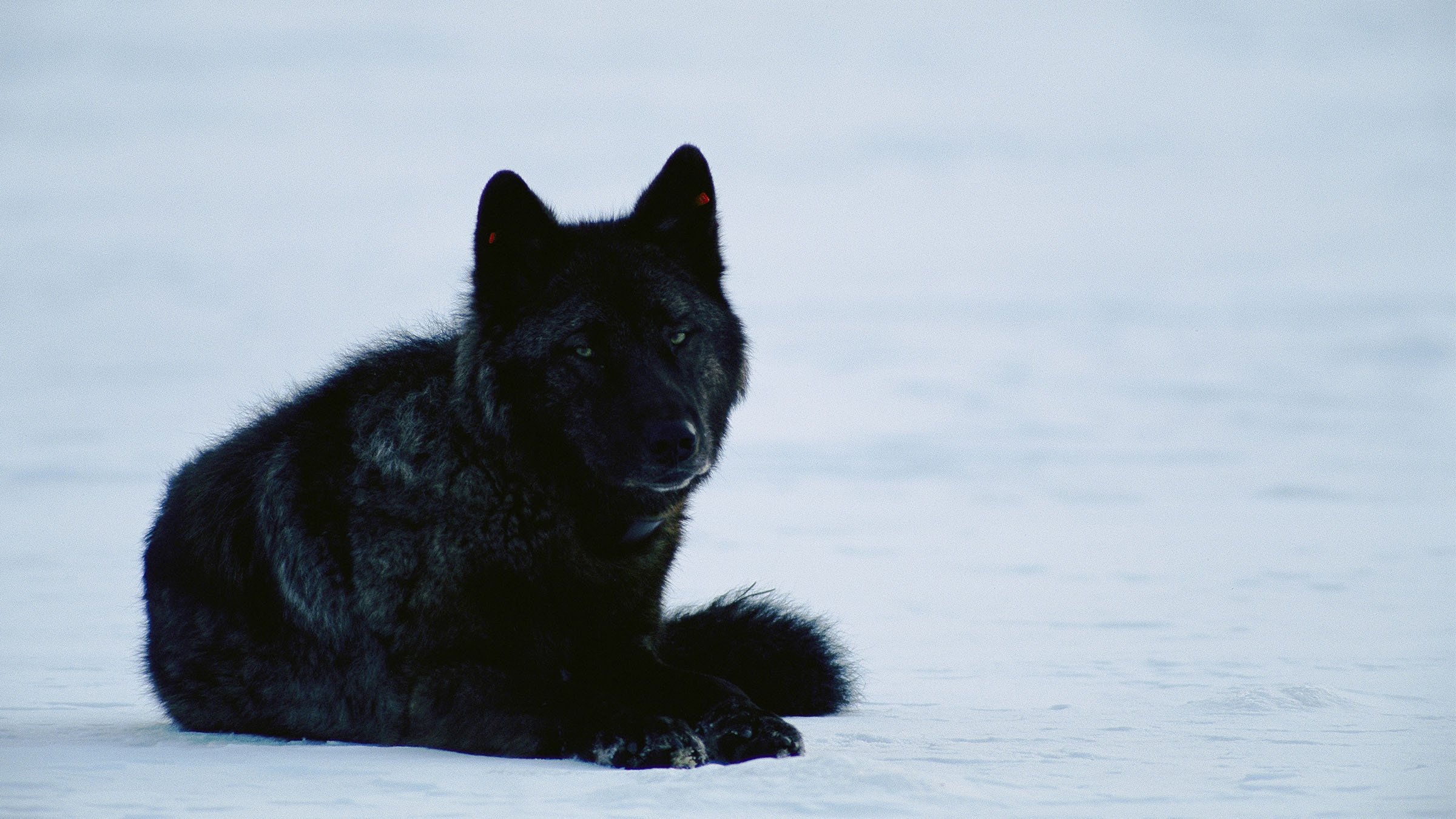 Yellowstone Wolf Dynasty background