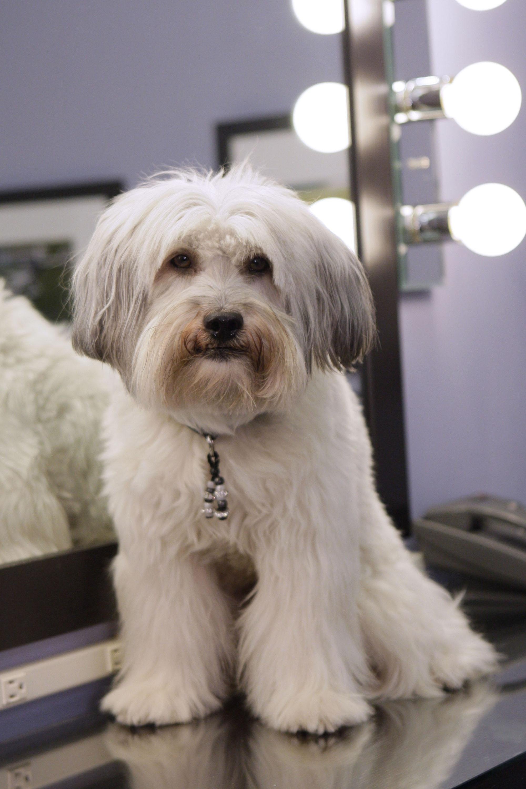 Pudsey's picture in the cast