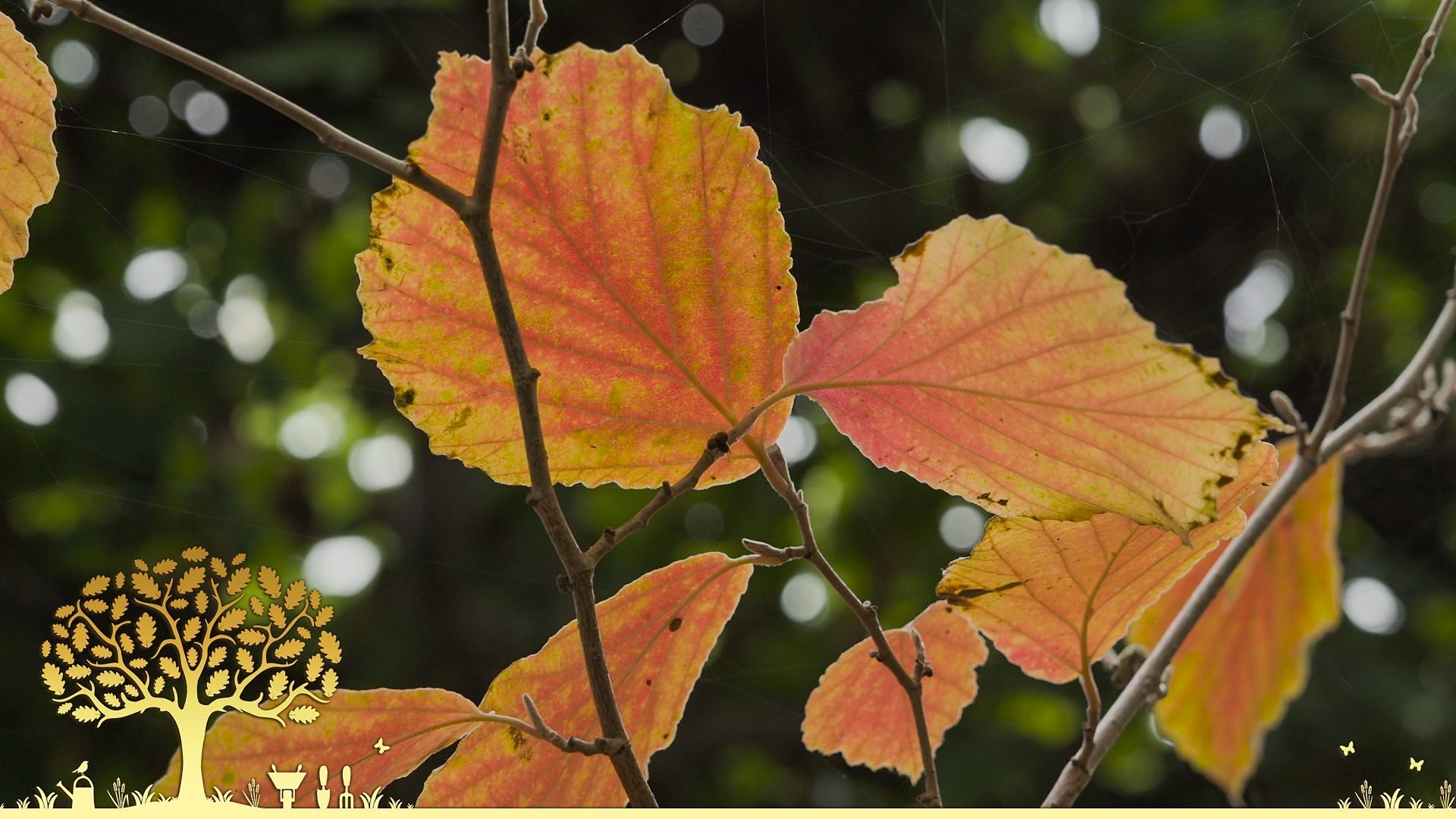 Gardeners' World 54x30