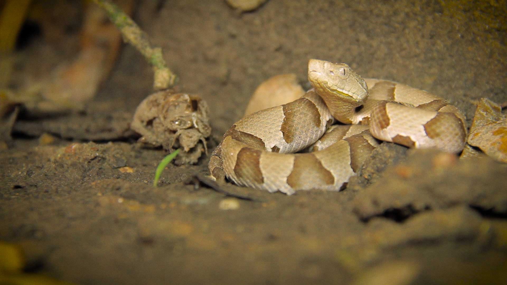 Texas Parks and Wildlife - Épisode 1