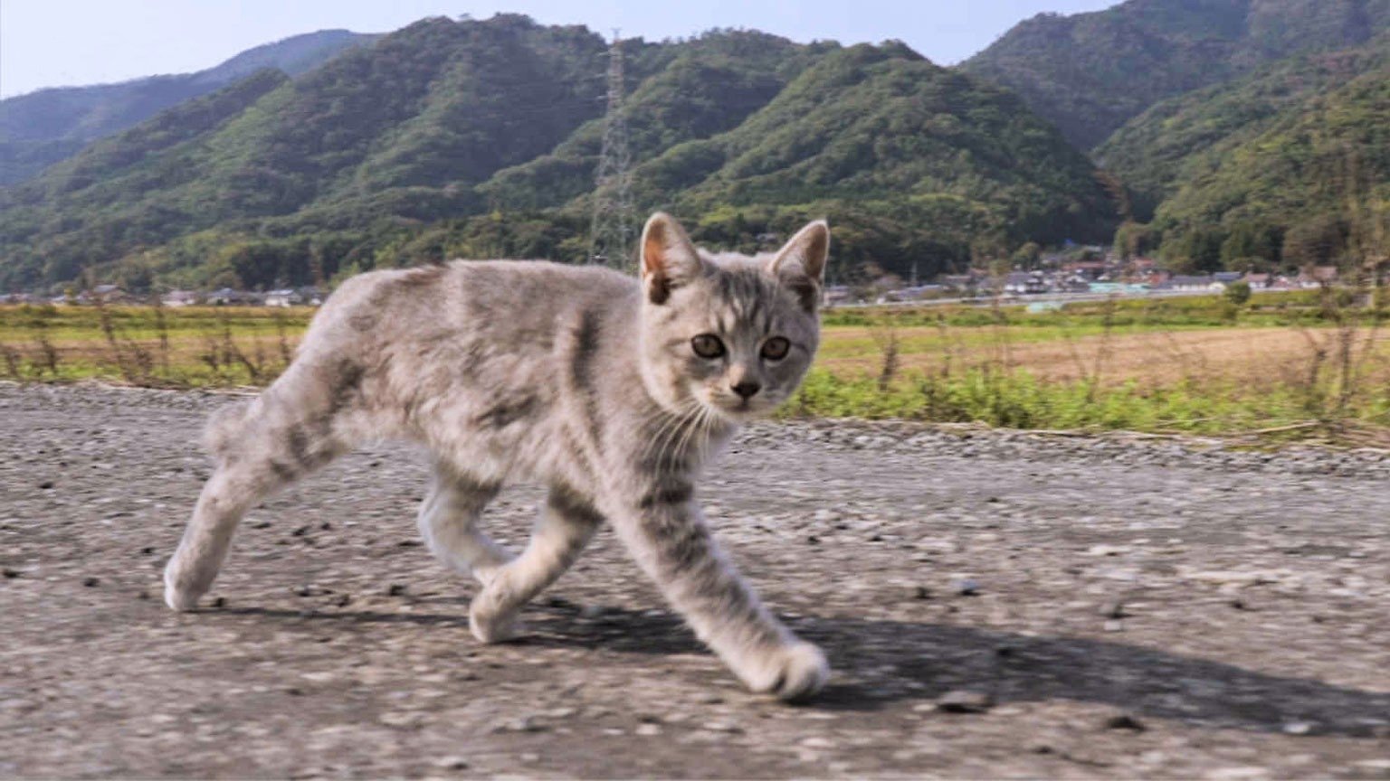 A Cat's-Eye View of Japan - Épisode 1