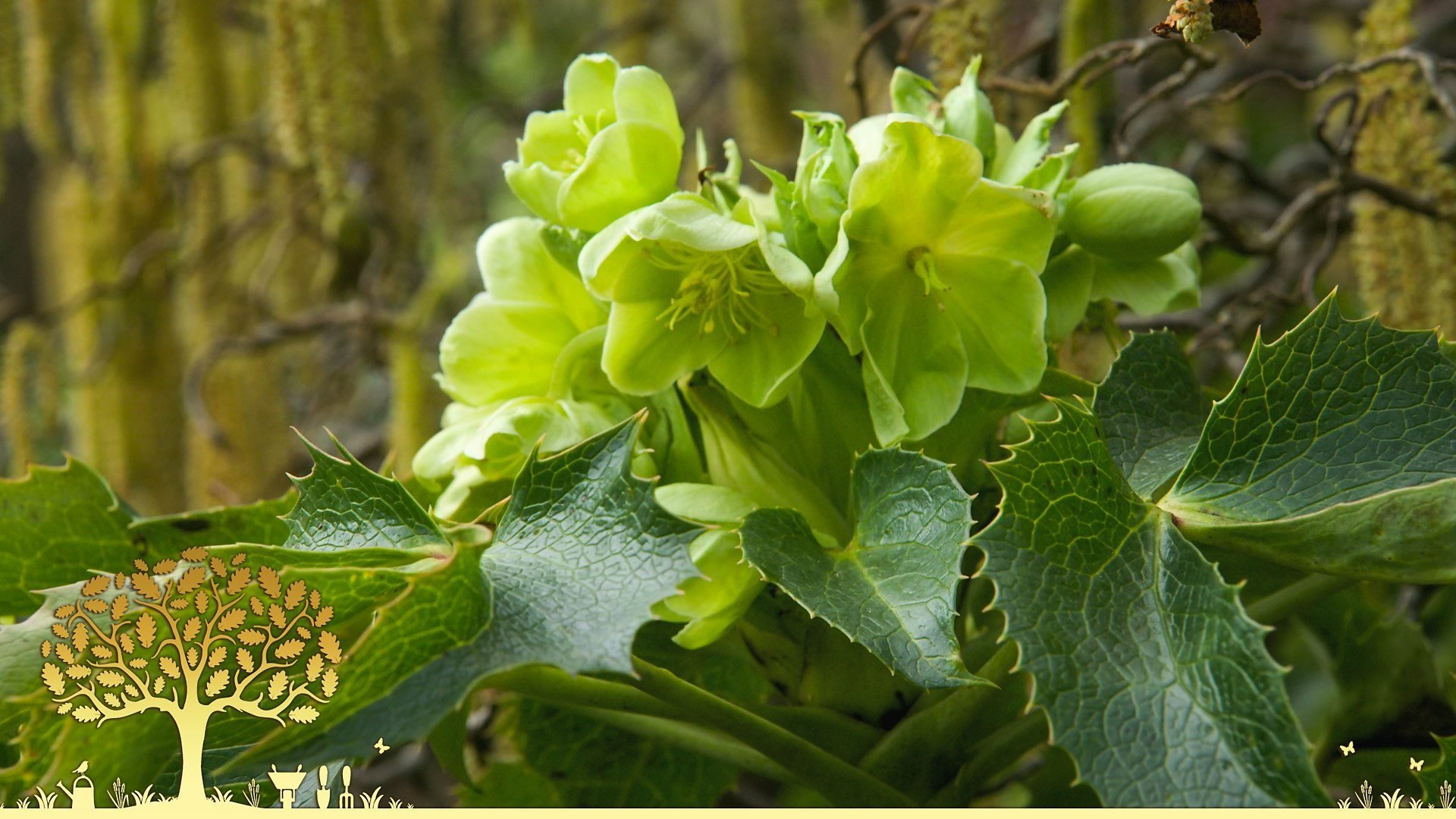 Gardeners' World 0x20