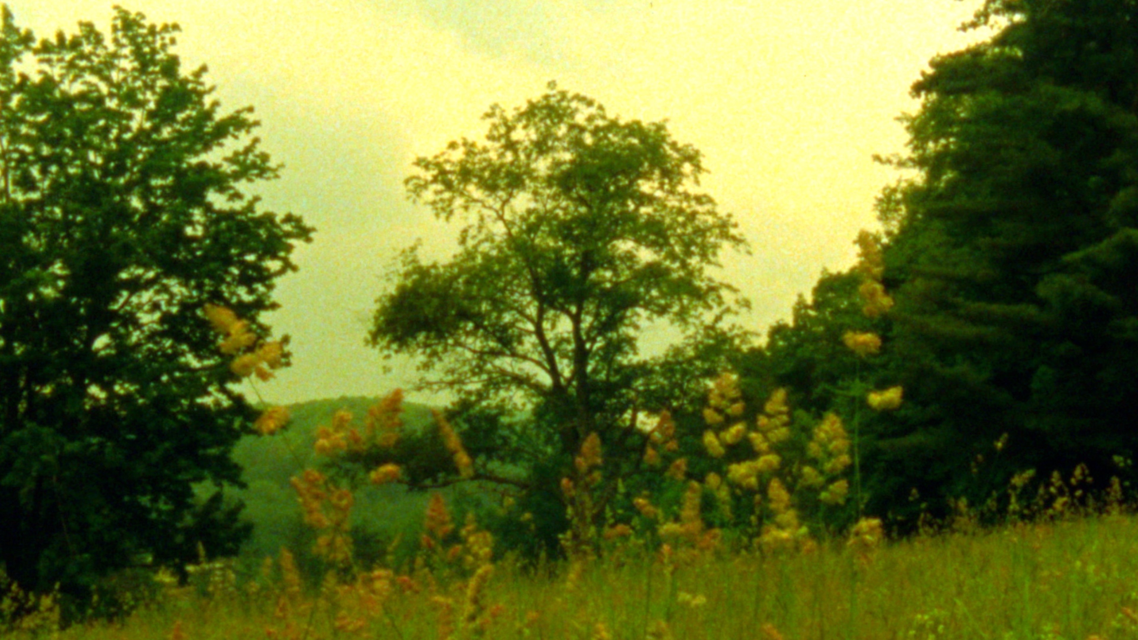 Imagem do Filme Wildflowers