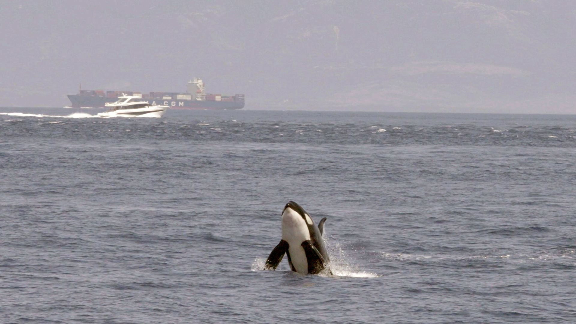 Watch Out for Orcas! Danger Off Gibraltar? (2024)
