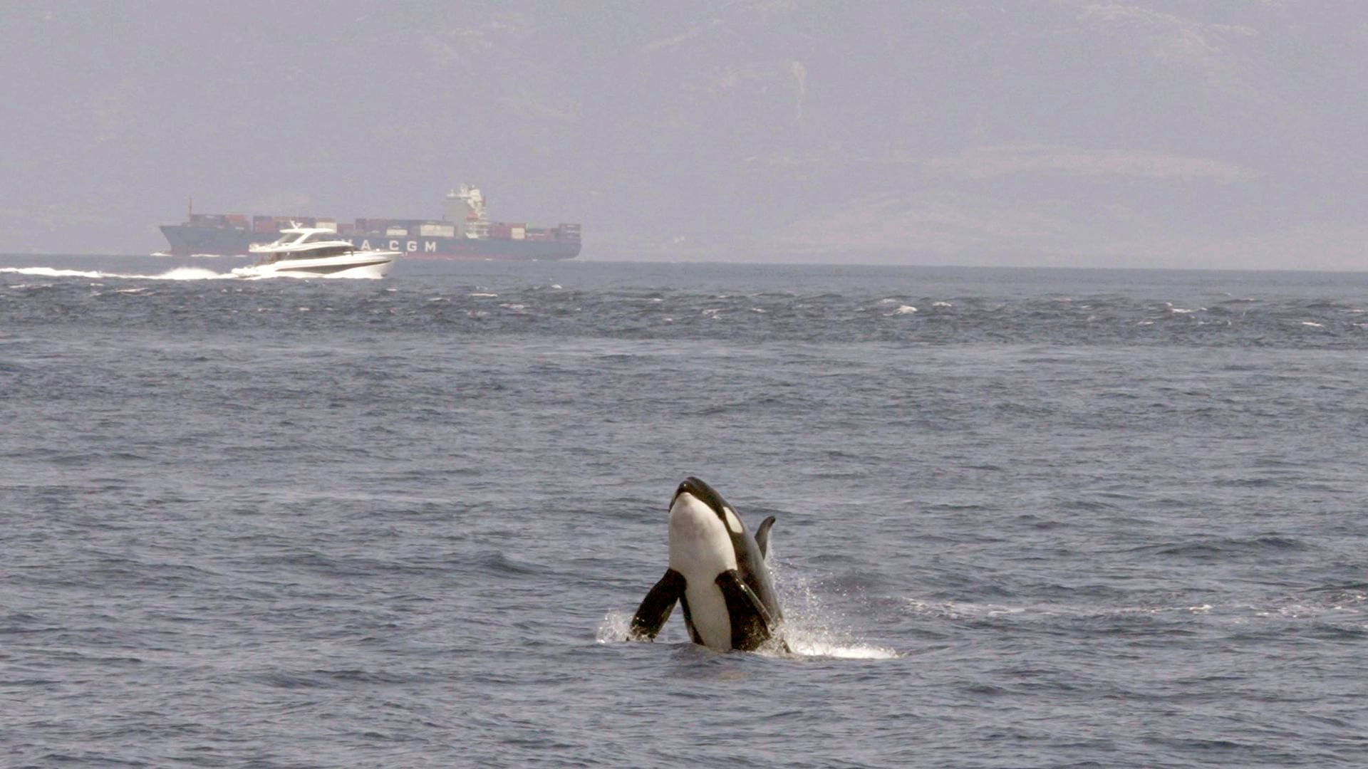 Achtung Orcas! Gefahr vor Gibraltar?