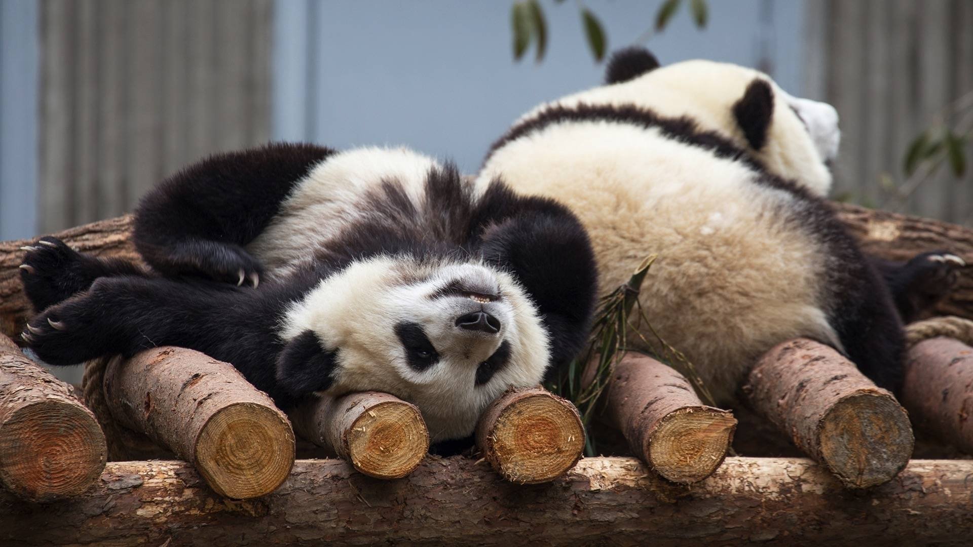 Thumbnail for China's Pandas Season 1 Episode 3