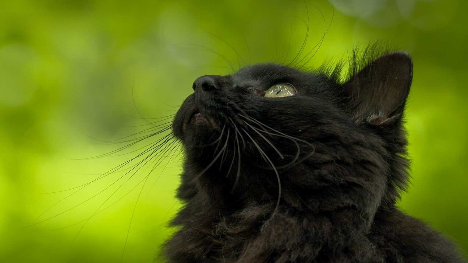 A Cat's-Eye View of Japan - Épisode 7