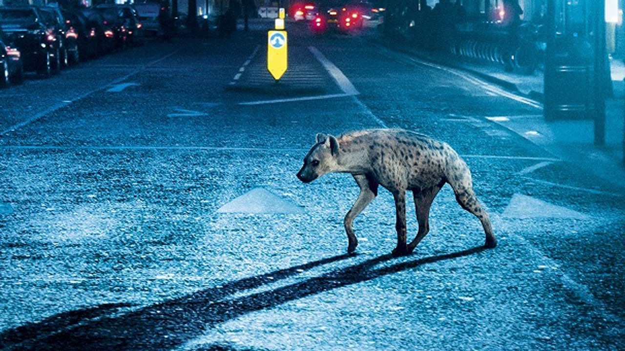 Hyena (2015)