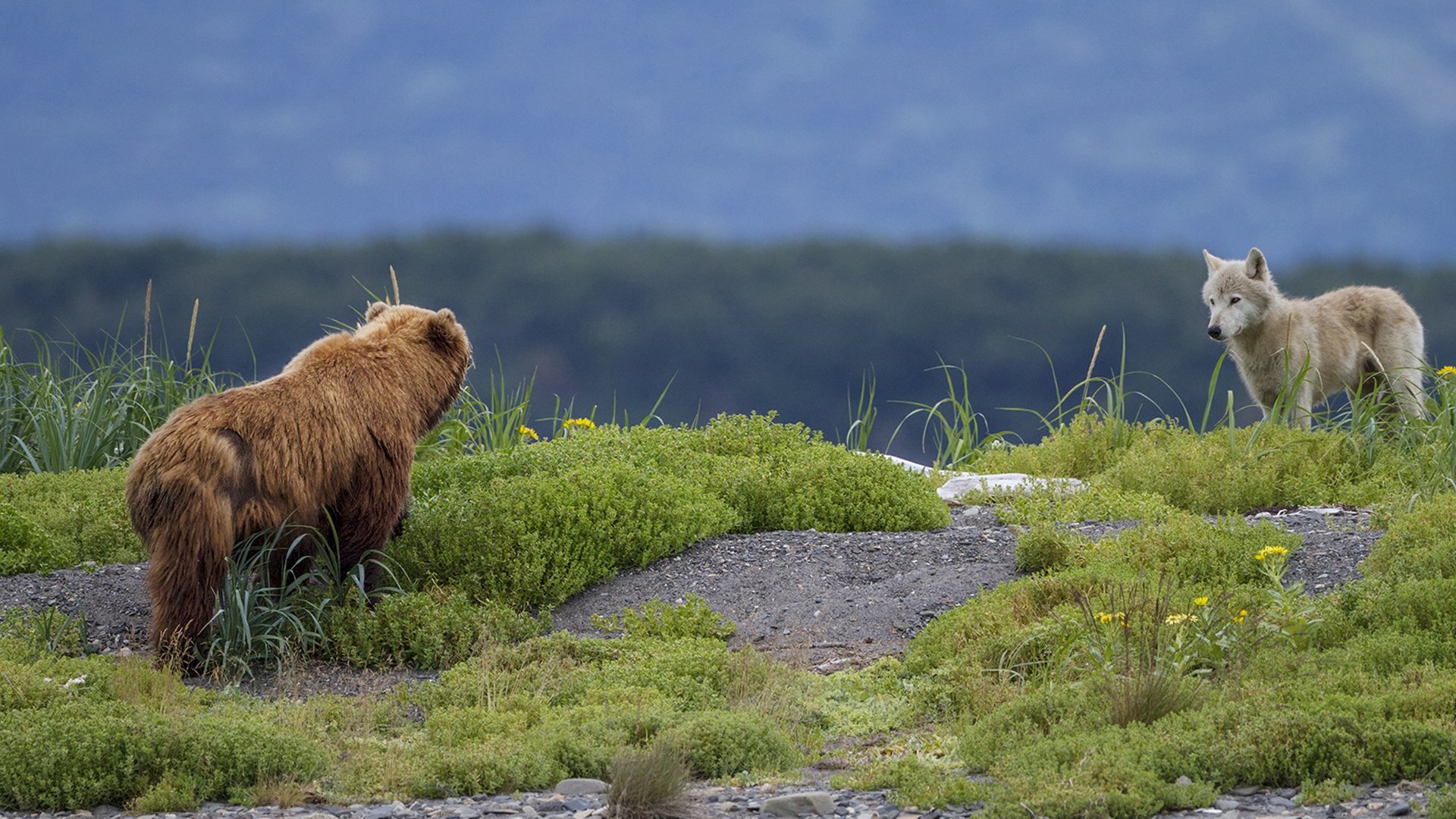 Image du film Grizzly uidpwynvyj6ului1u9bj5jkky30jpg