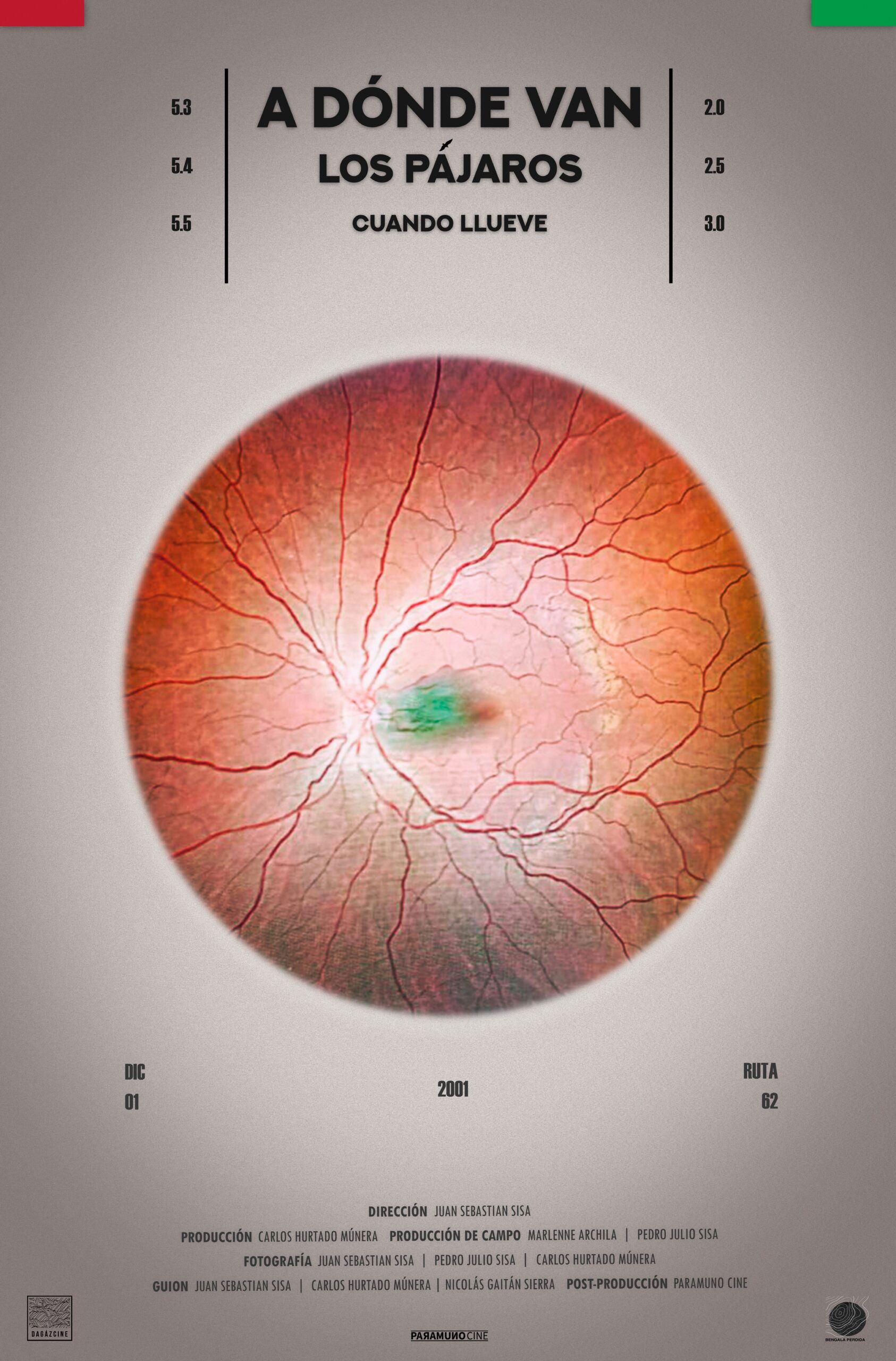 A Dónde Van Los Pájaros Cuando Llueve