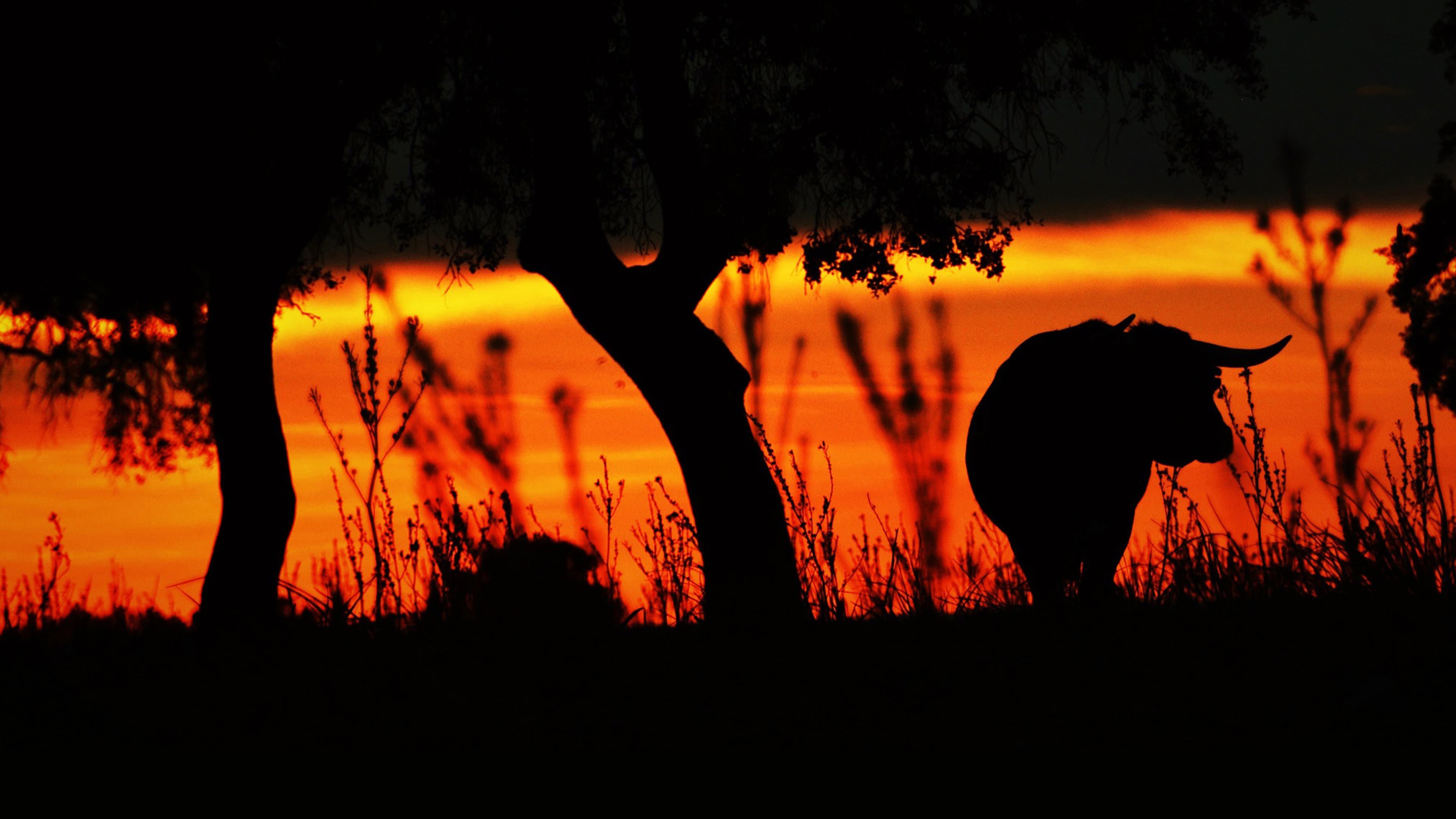 ​​Animal | Humano