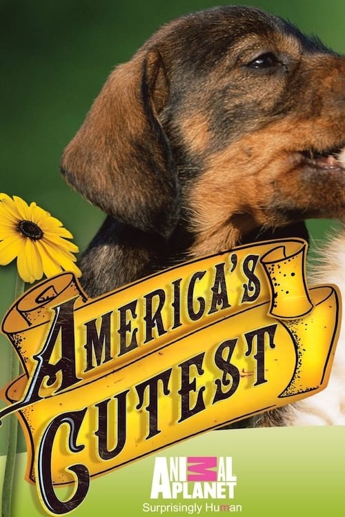 America's Cutest Puppies on FREECABLE TV