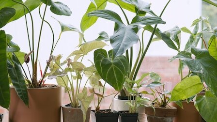 Thumbnail for Houseplants Season 1 Episode 3
