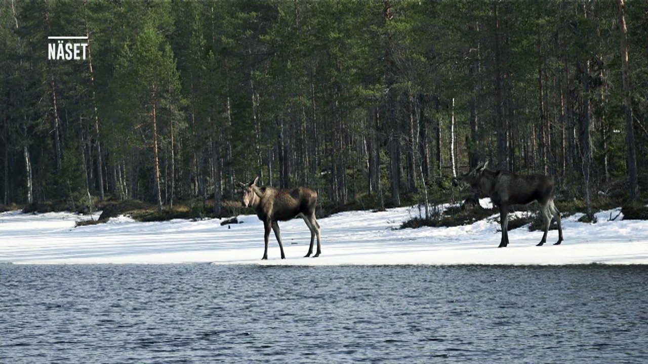 Den stora älgvandringen