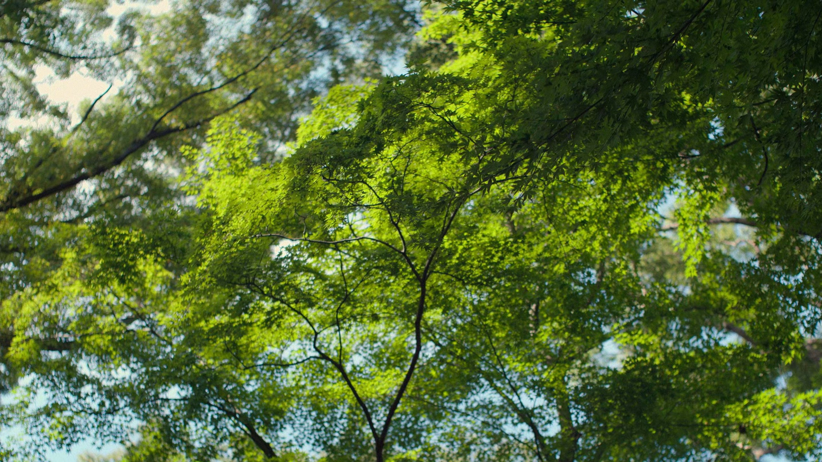 Perfect Days (2023) Backdrops — The Movie Database (TMDB)