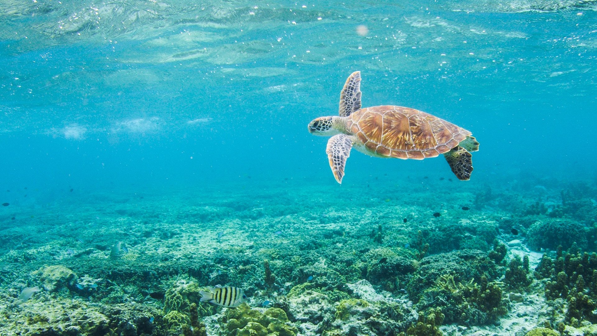 Life on the Reef