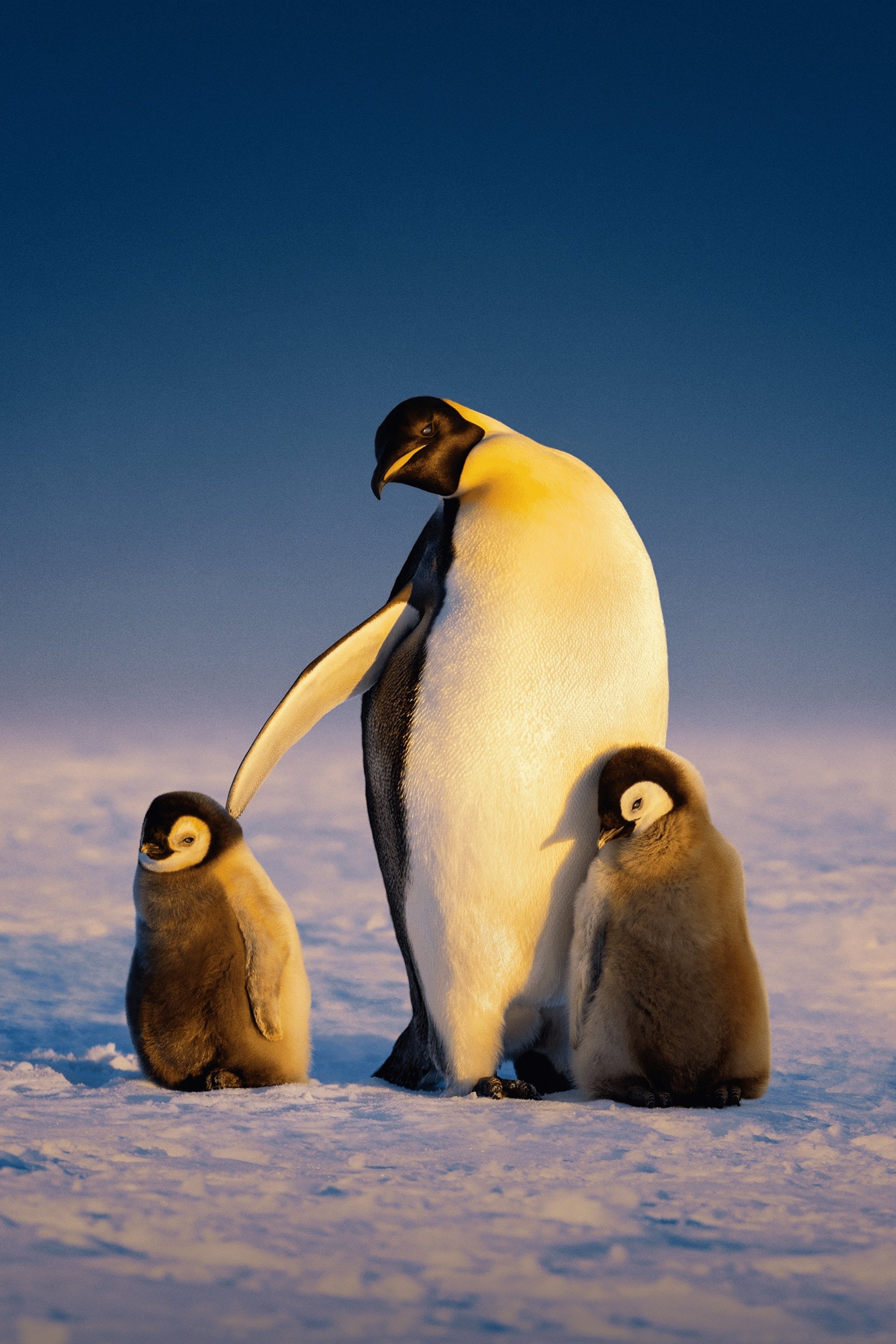 TMDB Image