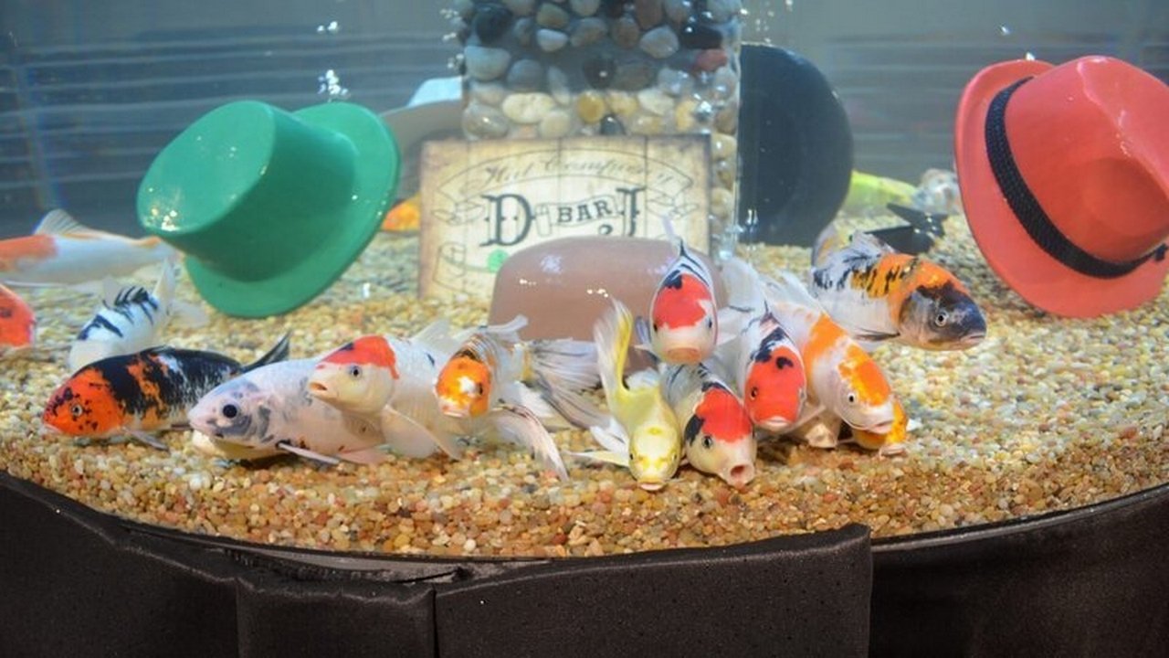 Tanked