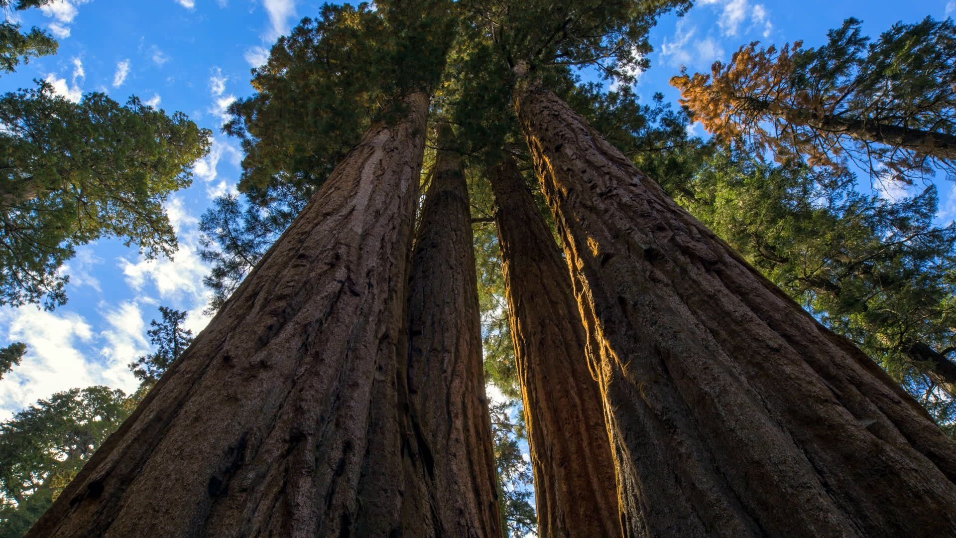Thumbnail for Climbing a Giant Sequoia Tree Season 1 Episode 3