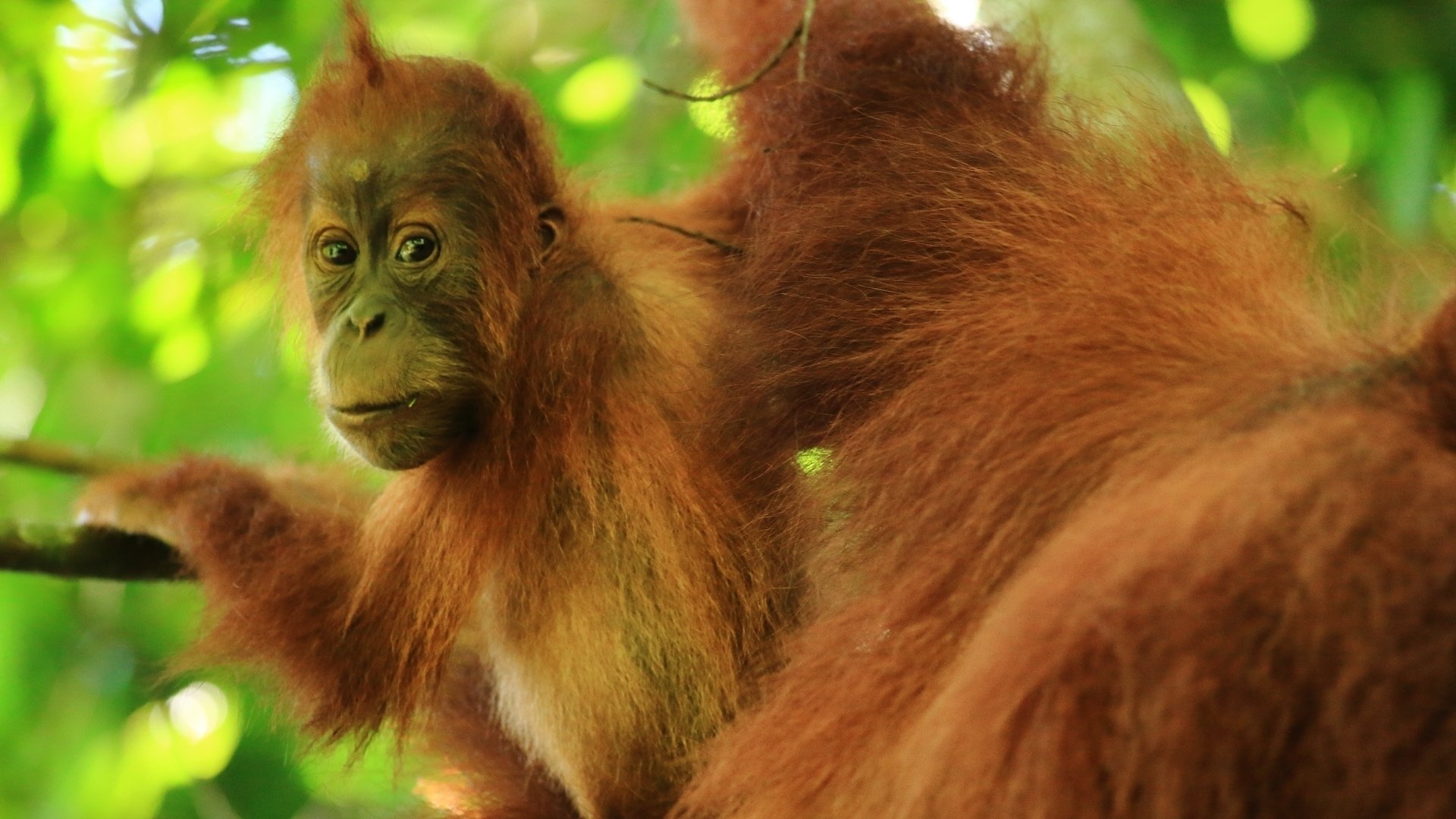 Islands in Time: A Wildlife Odyssey - Épisode 3