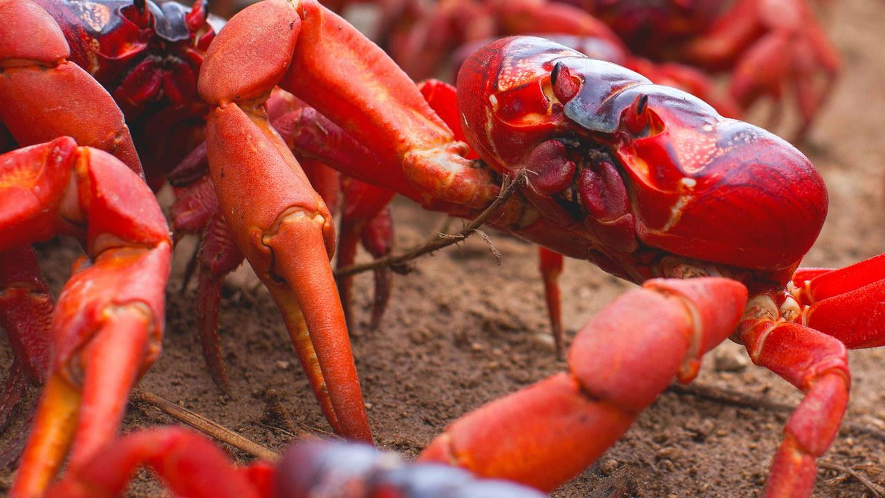 Terra X - Eine Erde viele Welten Season 1 :Episode 1  Episode 1