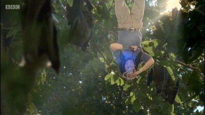 Thumbnail for Fruit Bats Season 1 Episode 12