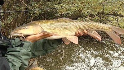 Thumbnail for Days 27-29 Barbel and Zander Season 1 Episode 14