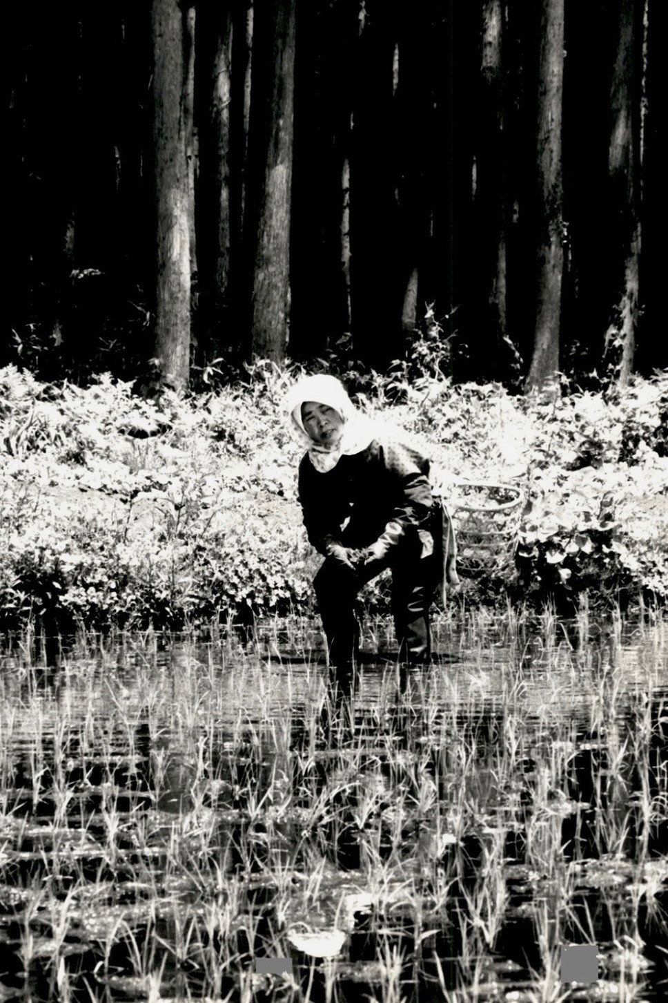 Poster for The Japanese Part 3: Farm Song