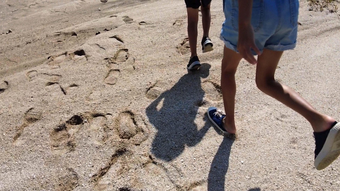 BangBang and Planaria