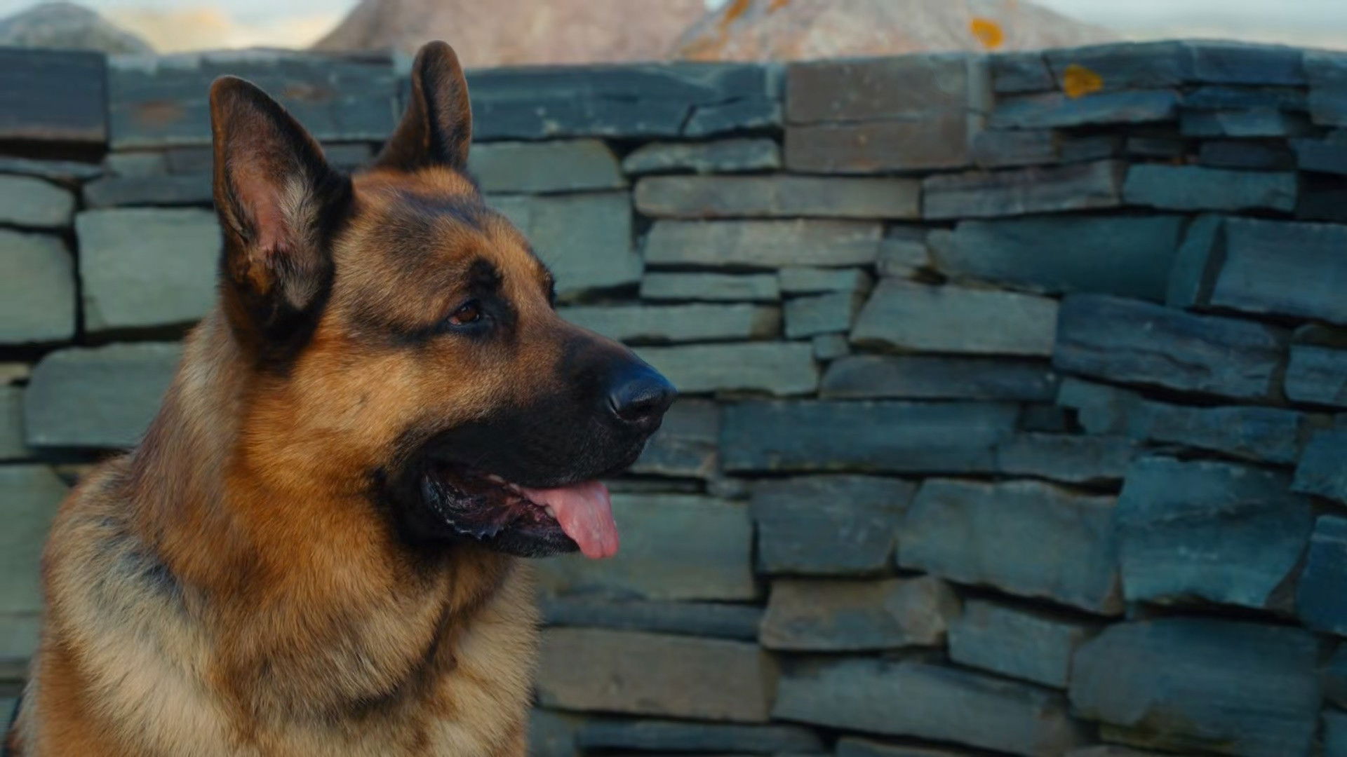 Imagem de fundo de Hudson & Rex