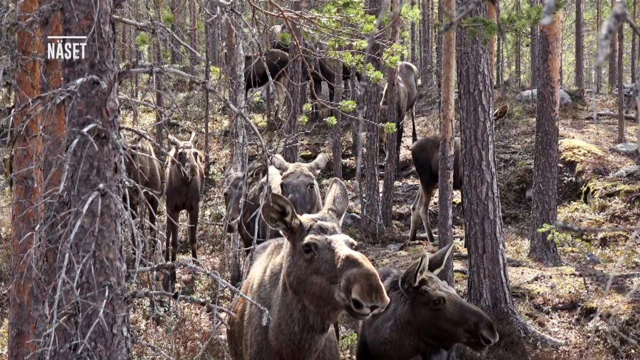 Den stora älgvandringen