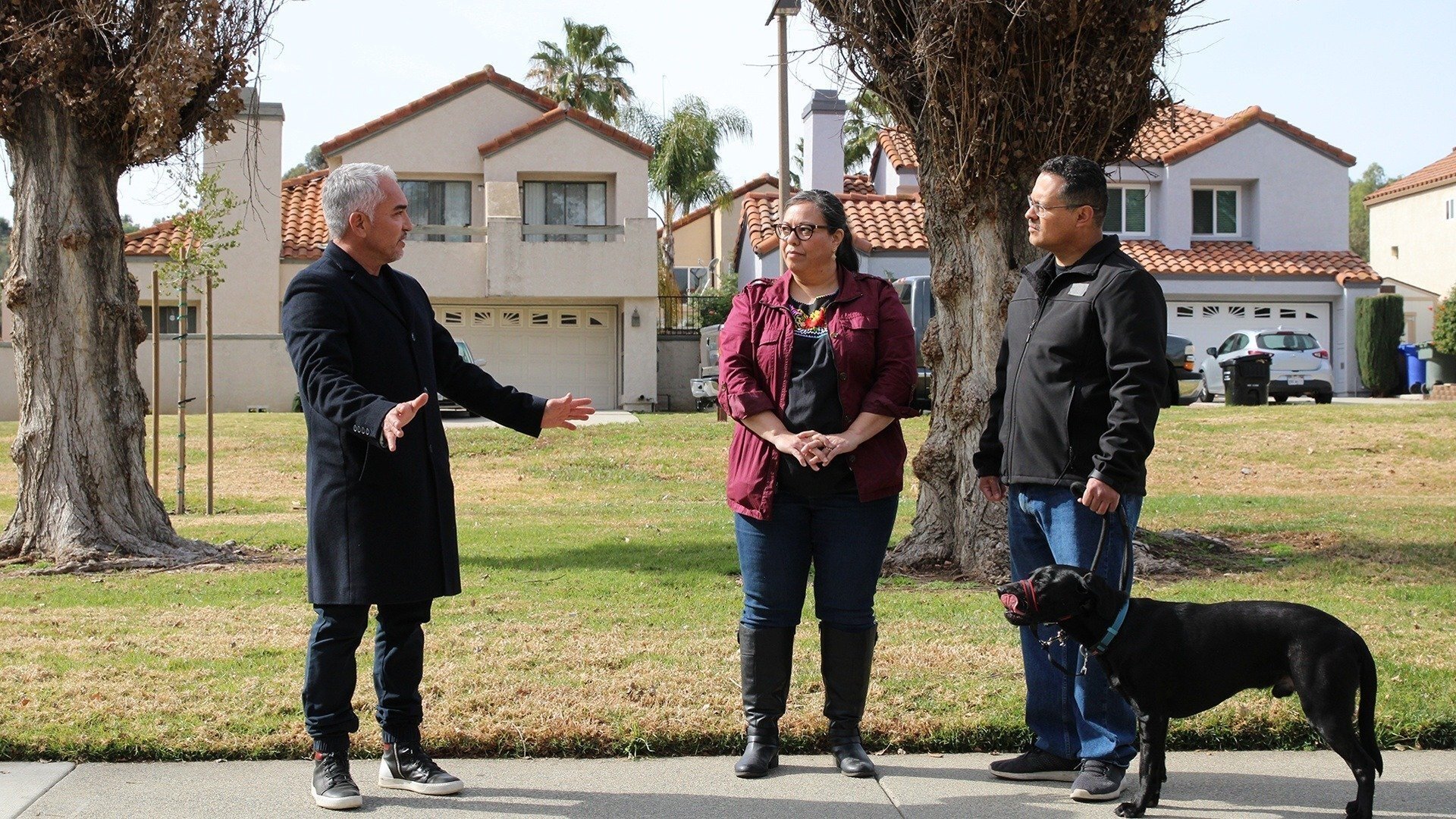 Cesar Millan: Better Human, Better Dog