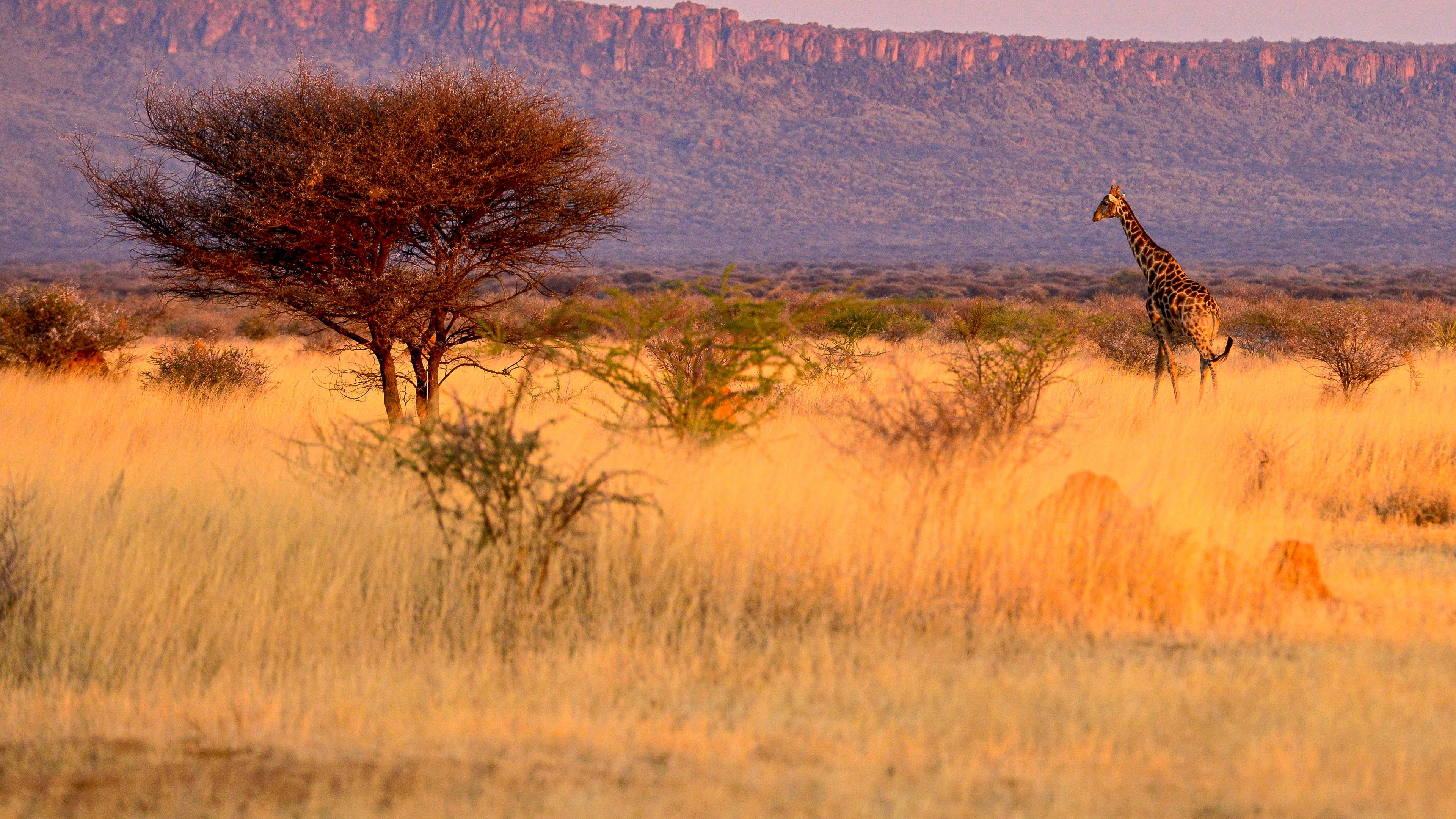 Namibia, Sanctuary of Giants (2017)