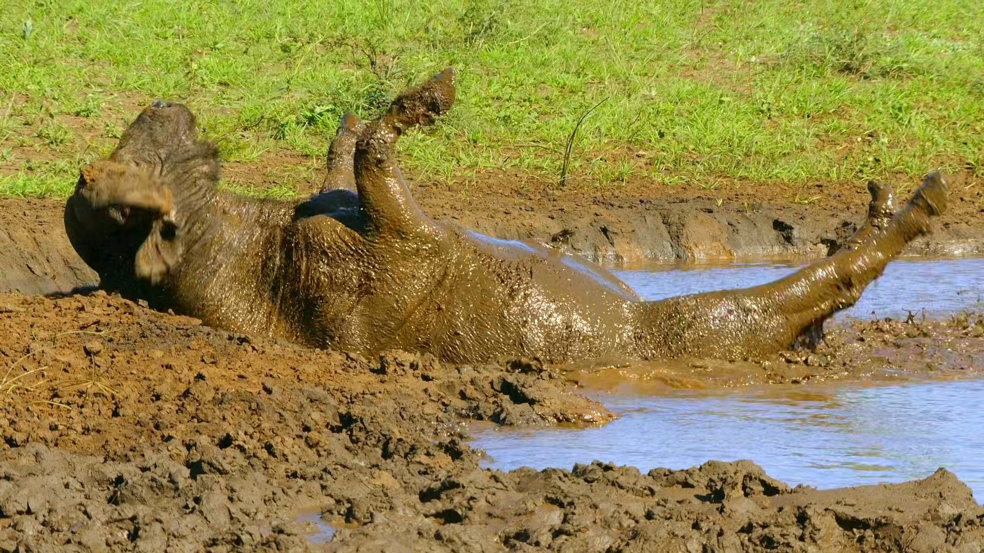 L'Afrique sauvage en quatre saisons - Automne