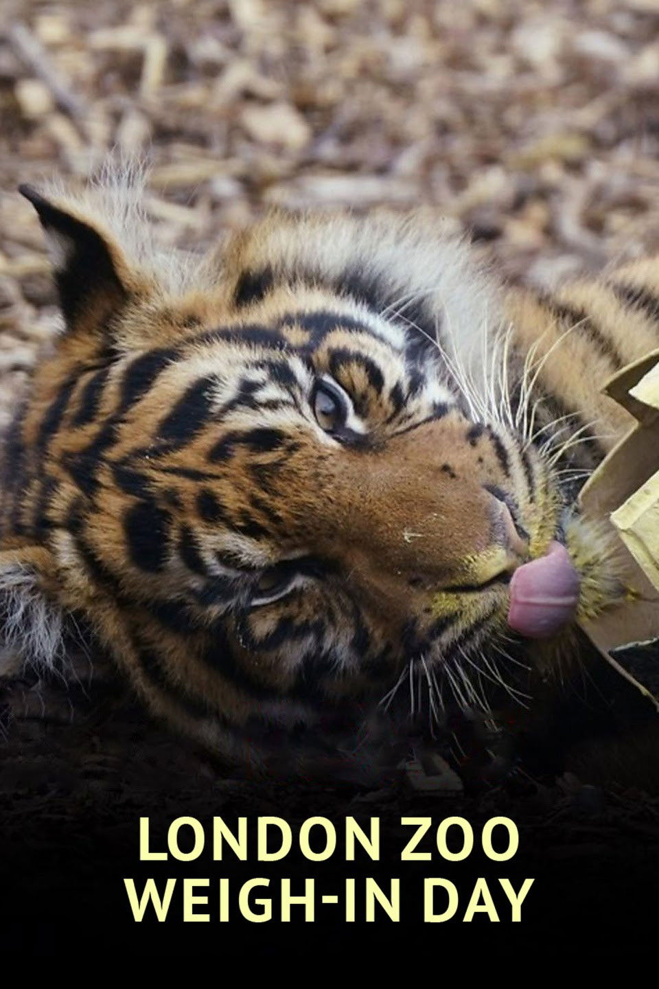 London Zoo Weigh-In Day