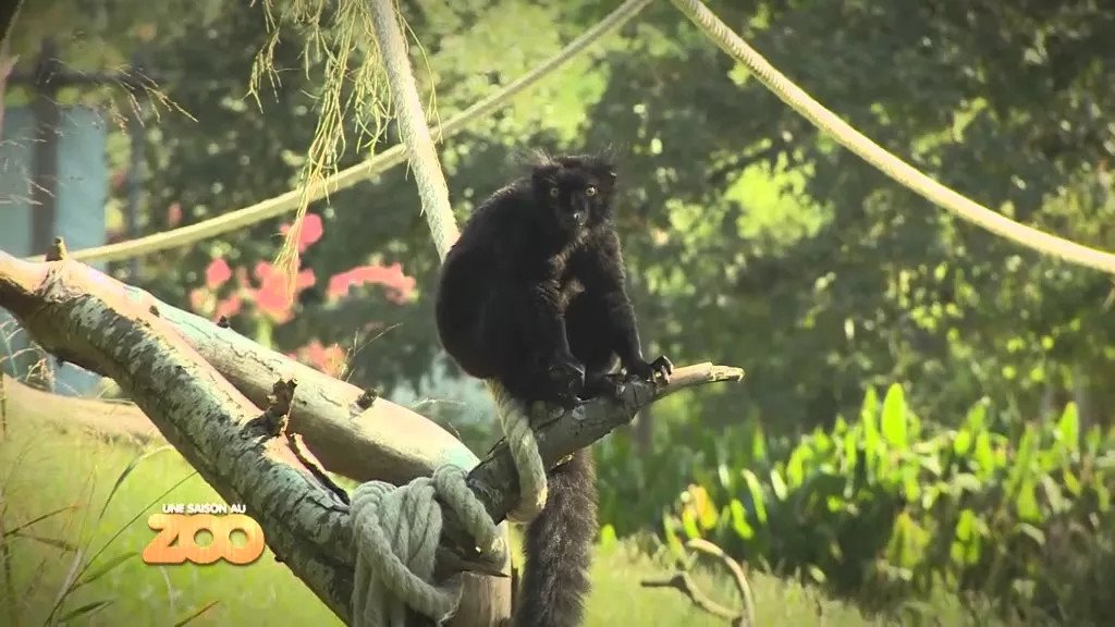 Une saison au zoo