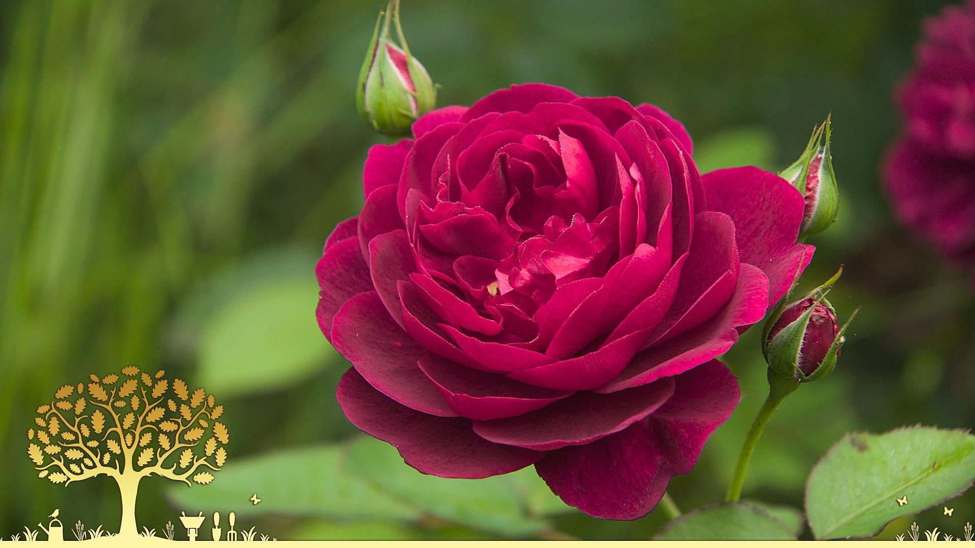 Gardeners' World 54x25