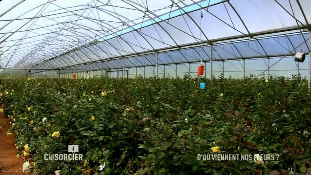 C'est pas sorcier - D'où viennent nos fleurs ?