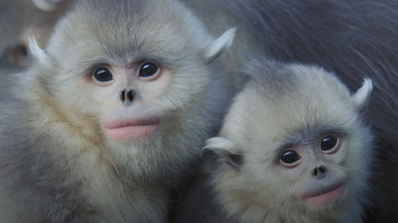 Les animaux du toit du monde (2020)