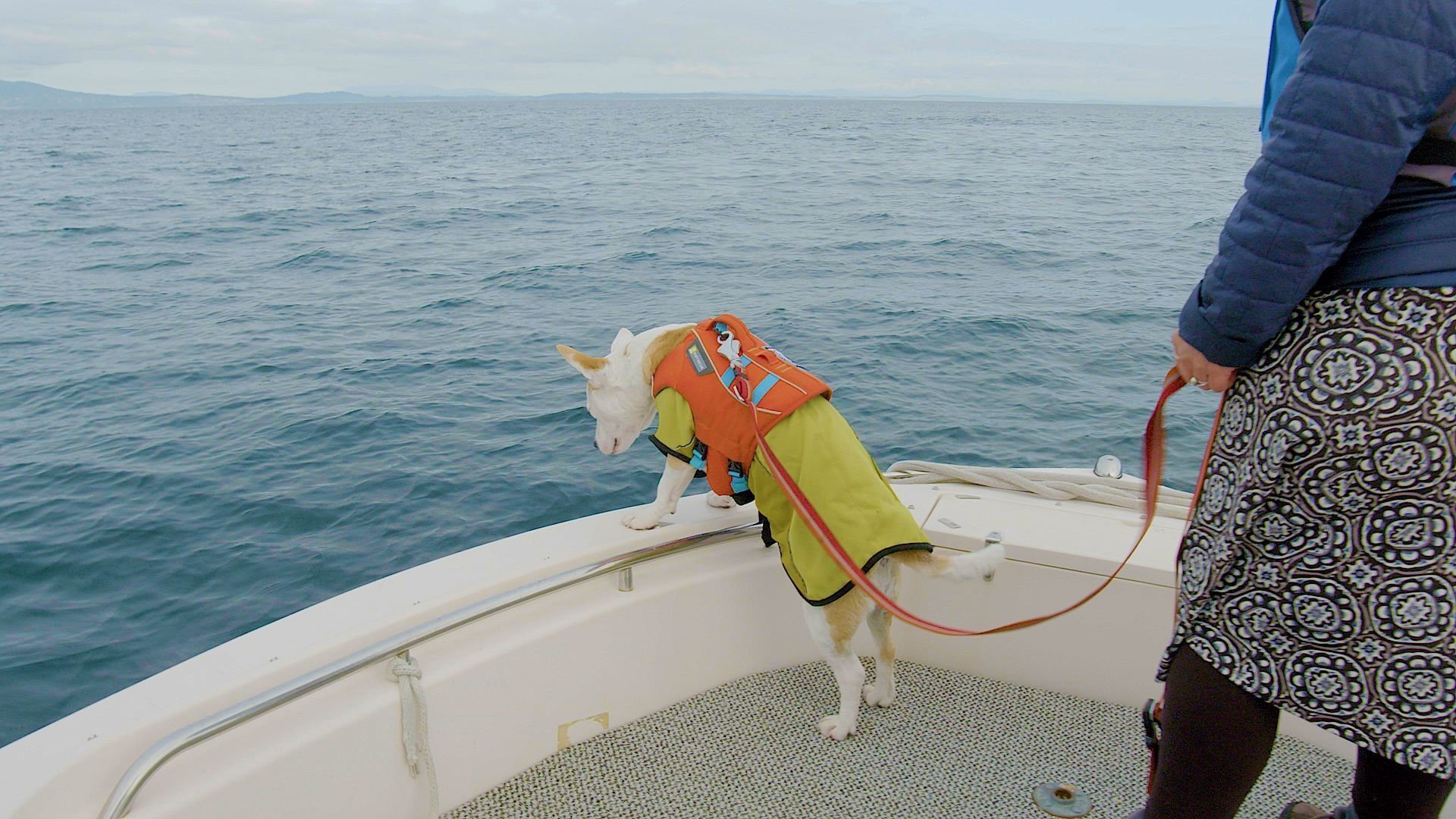 It's a Dog's Life with Bill Farmer
