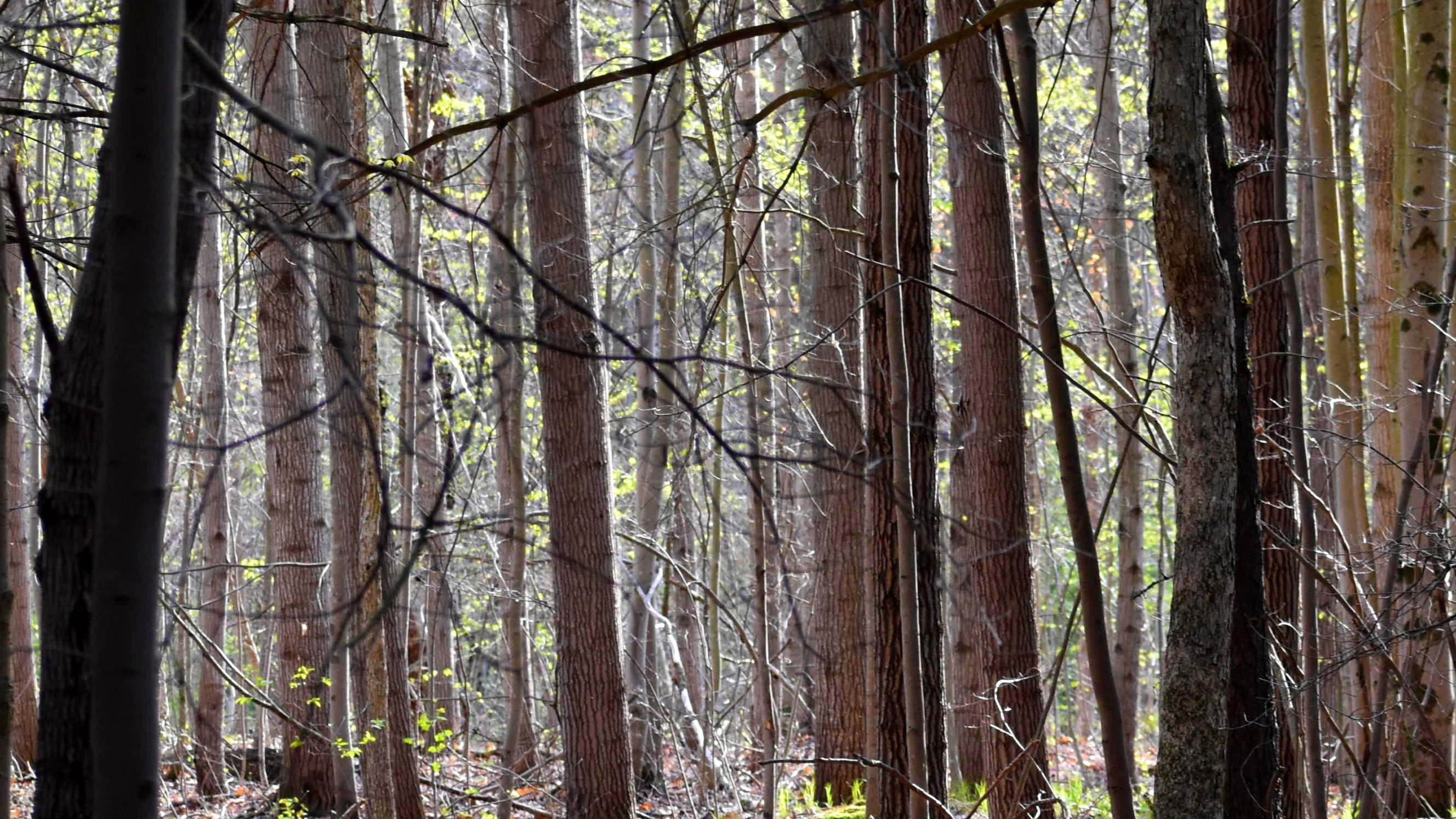Oldmans Woods
