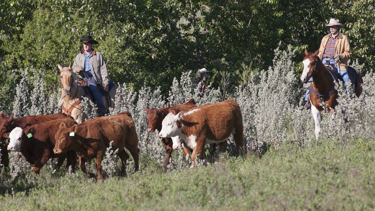 Heartland - Paradies für Pferde Staffel 6 :Folge 3 